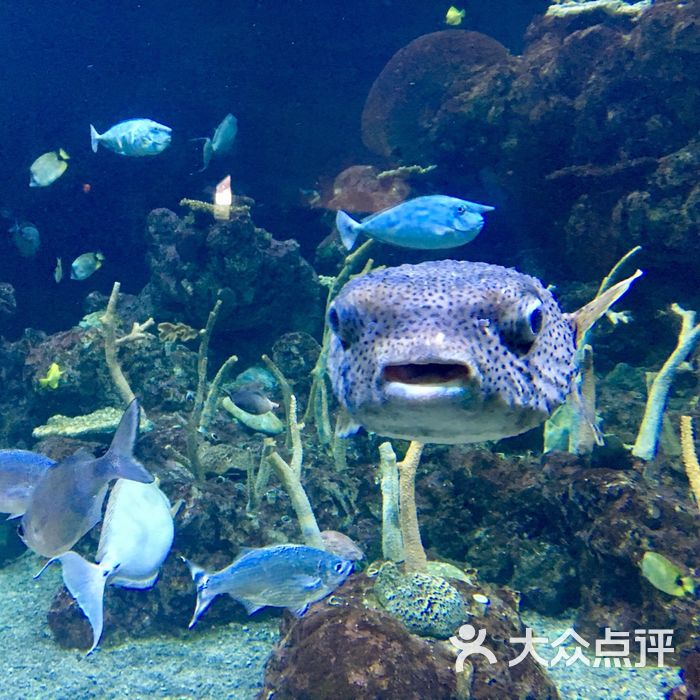 西雅图水族馆