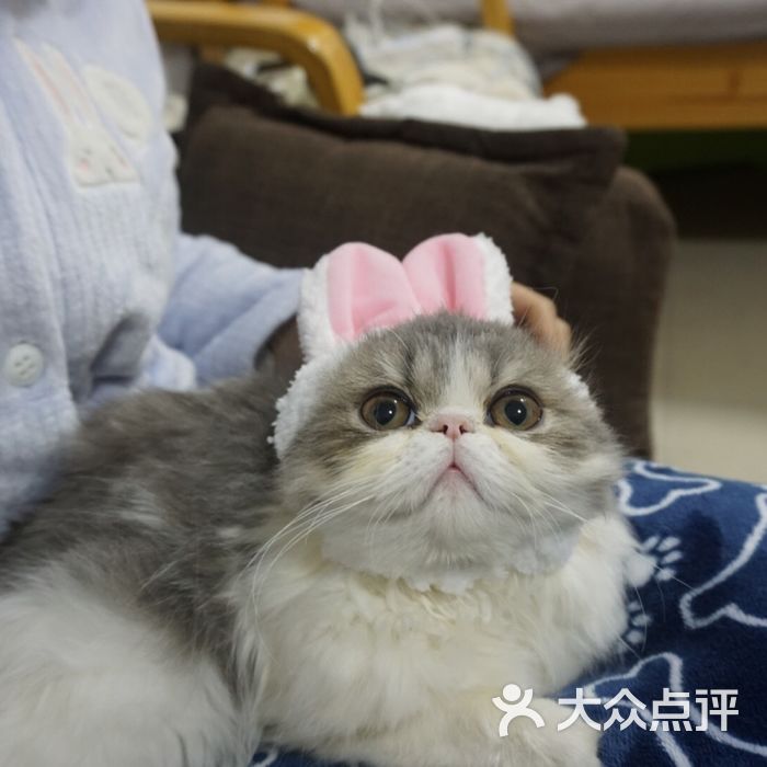 贝蒂猫 猫洗澡