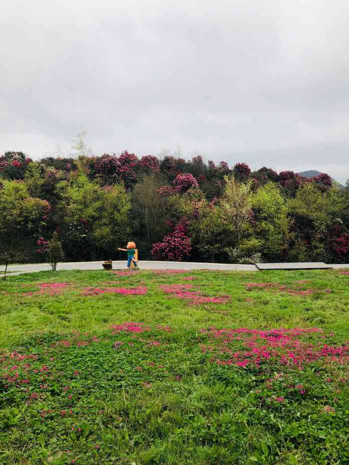 彝山花谷景区-"百里杜鹃不止有杜鹃花,普底景区旁边有