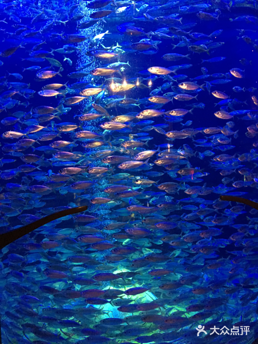 迪拜亚特兰蒂斯失落的空间水族馆-图片-迪拜景点-大众点评网