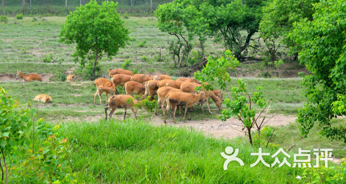 中华麋鹿园-图片-大丰区周边游