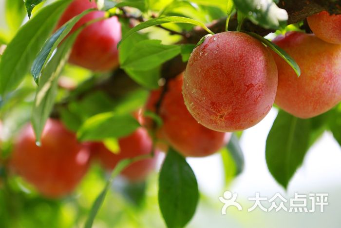 麦巴果园图片 - 第58张