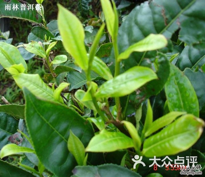 大叶种茶_雨林普洱茶