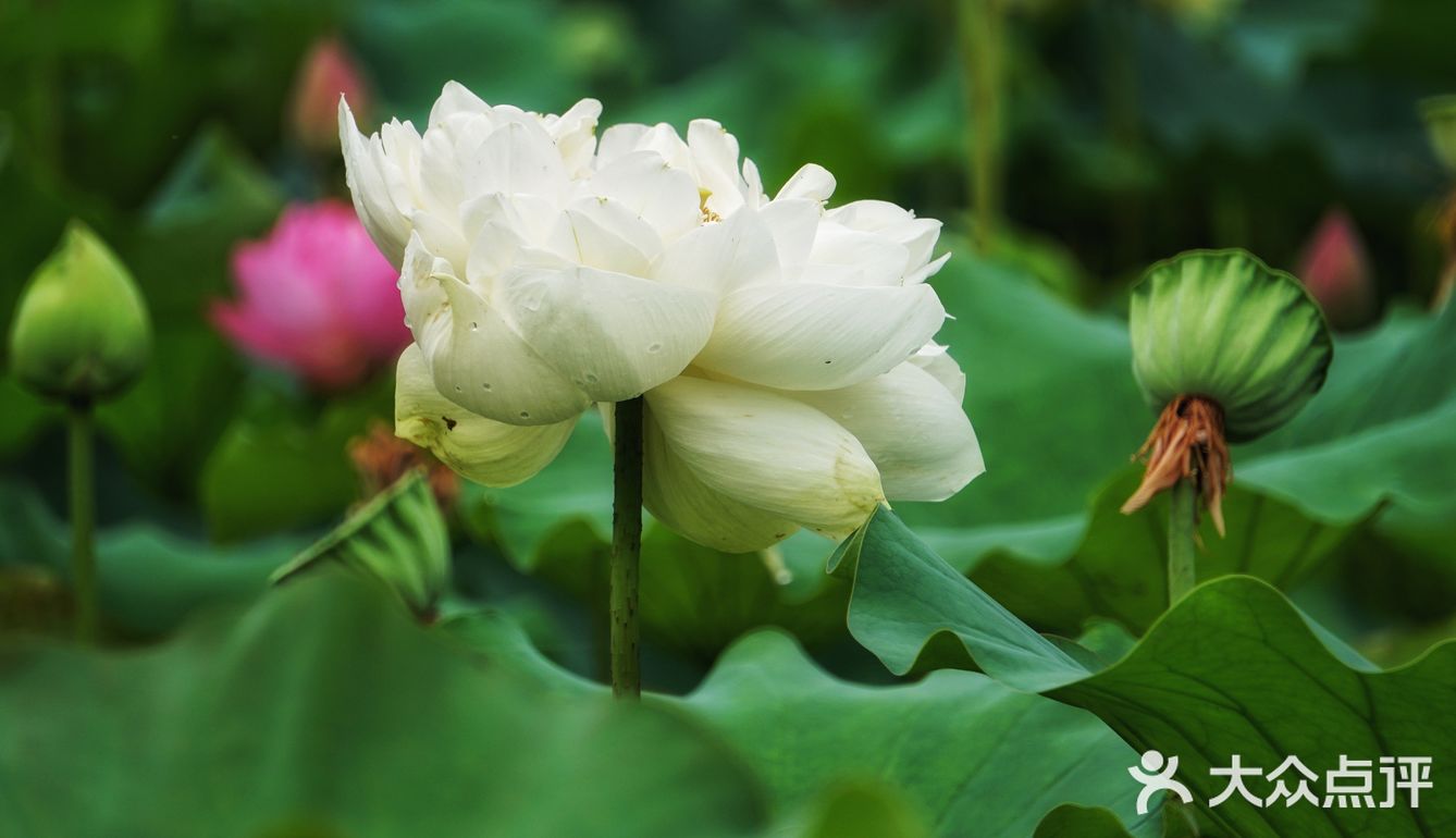 芙蓉出水 吃喝玩乐精选