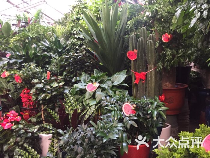 花乡花卉市场-图片