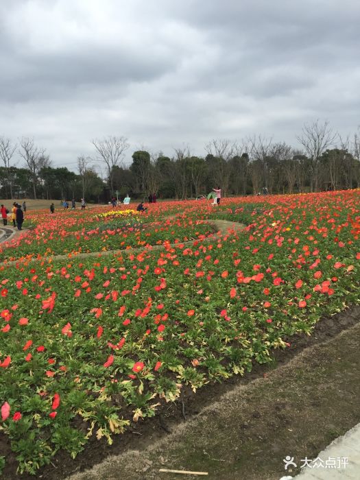 花海离迪士尼蛮近的,开车过去,停车场挺大.-周