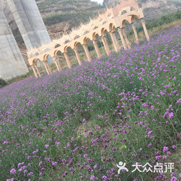中国函谷关天长地久薰衣草庄园图片 - 第5张