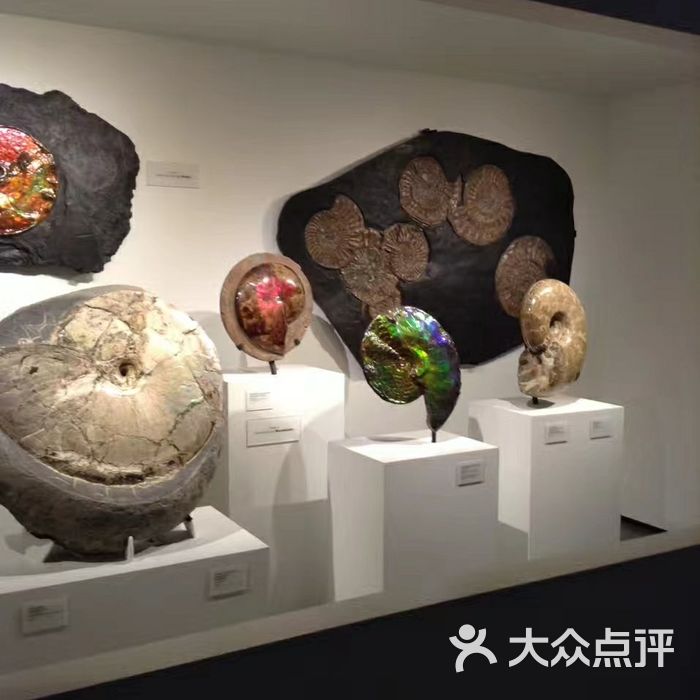 休斯顿自然科学博物馆图片-北京展览馆-大众点评网