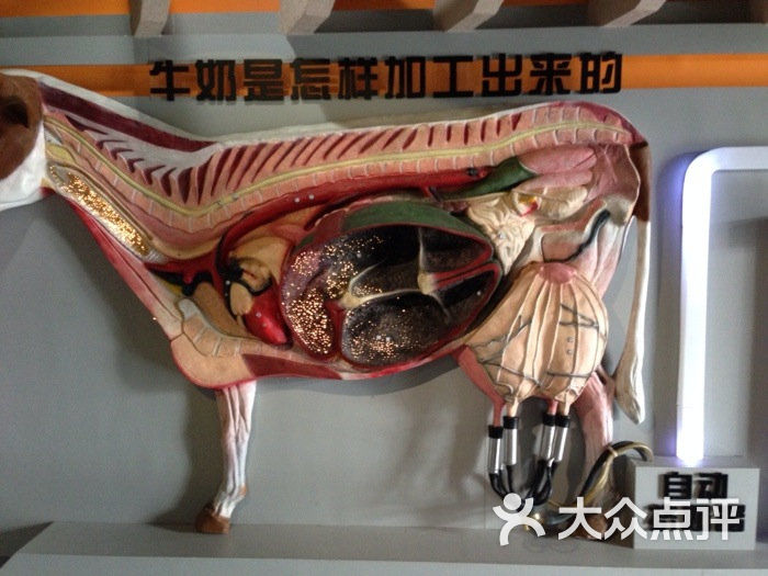 奶牛科普馆