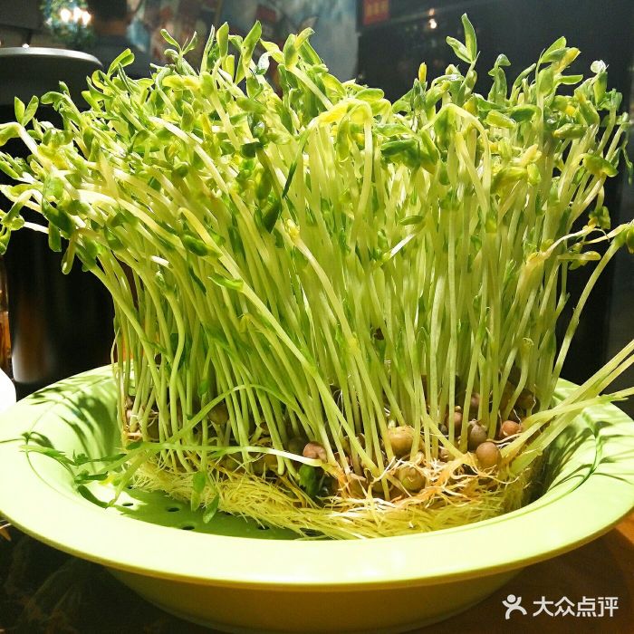 盘龙鲜菜老火锅生态豌豆苗图片 - 第273张