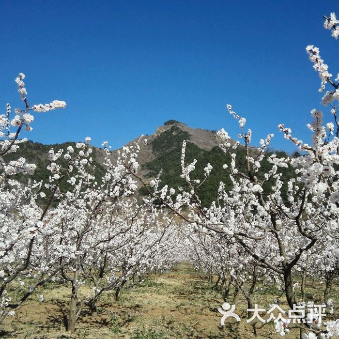 北寨村杏花海