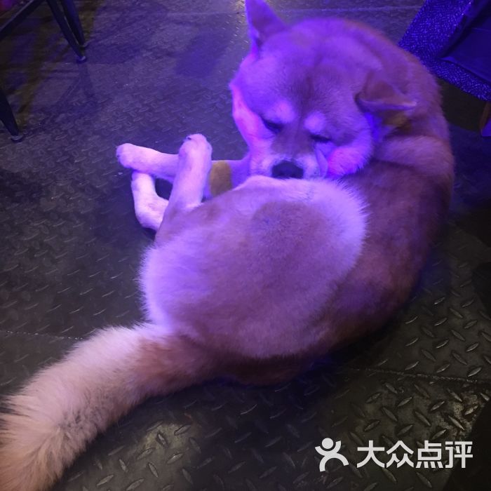 蜜罐熊酒吧图片 第1张