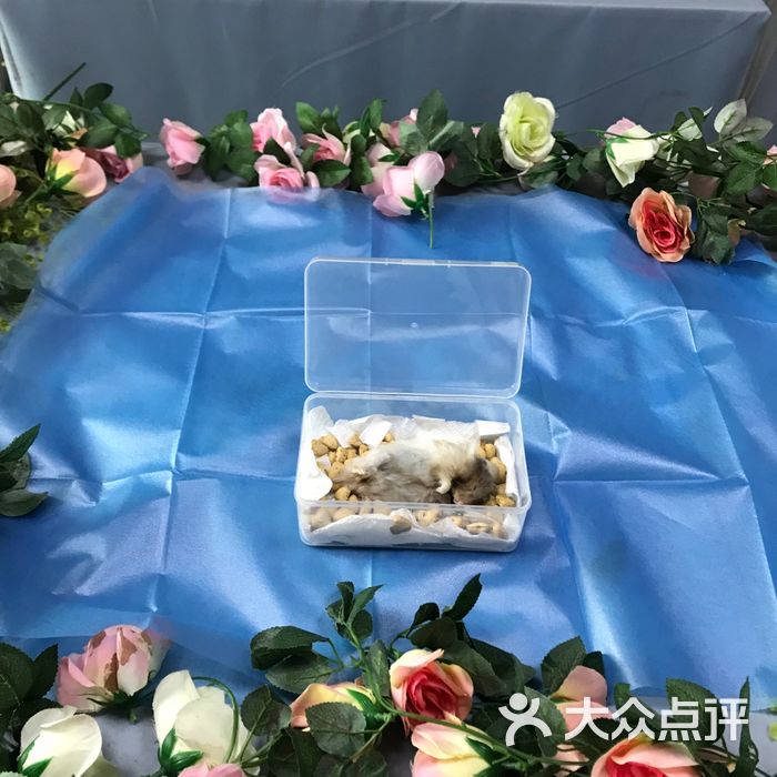 彩虹桥宠物火化善终服务图片-北京宠物店-大众点评网