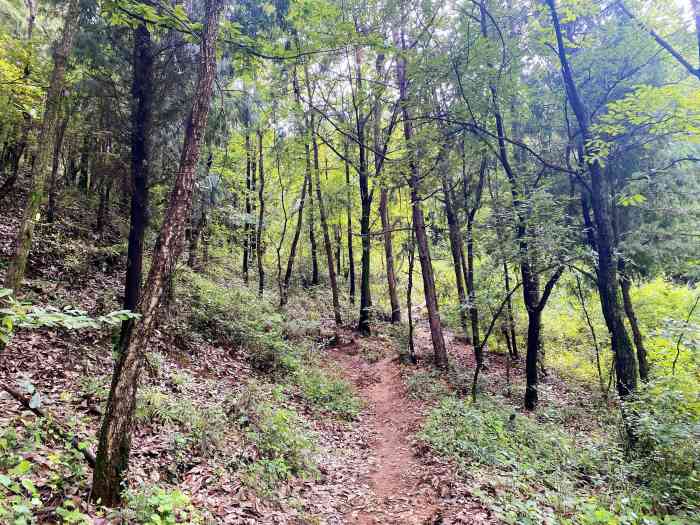 长虫山生态公园风景林-"想来爬这个长虫山很久了,以前