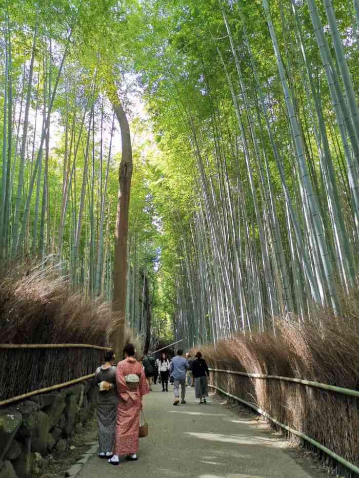 嵯峨野竹林-"嵯峨野的竹林,《卧虎藏龙》取景地.岚山.