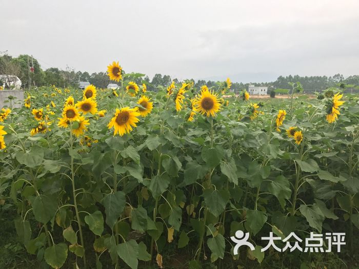 台农庄园-菜图片-海丰县美食-大众点评网