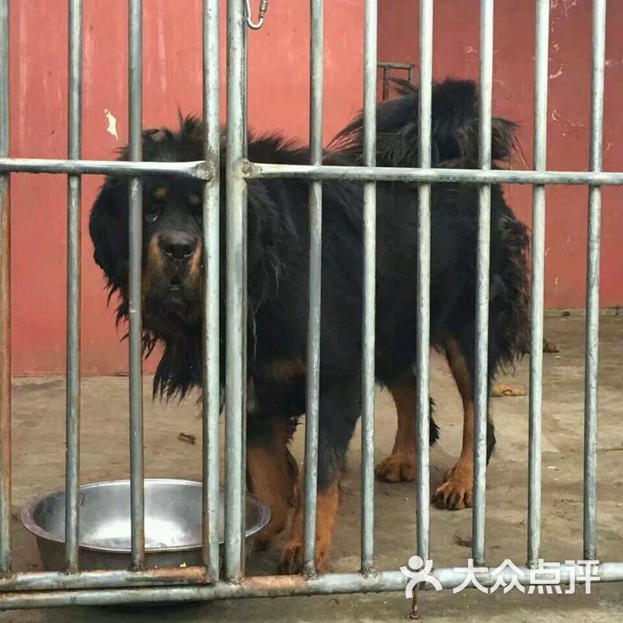 西藏成功藏獒繁育基地图片-北京动物园-大众点评网