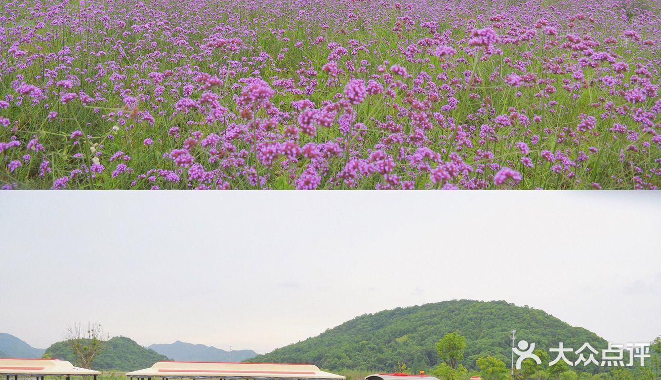 铜鉴湖花海大片大片的紫色马鞭草正盛开