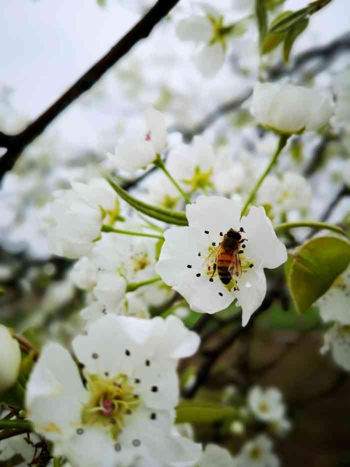 梨花溪风景区-"新津梨花溪适合3月份中上旬观赏梨花,.