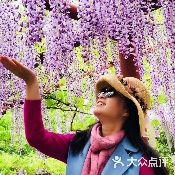 嘉定紫藤园