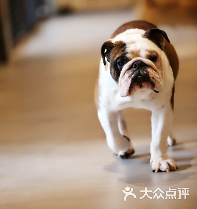 hoodogcafe宠物咖啡(狗狗咖啡馆)饭团图片 第6张