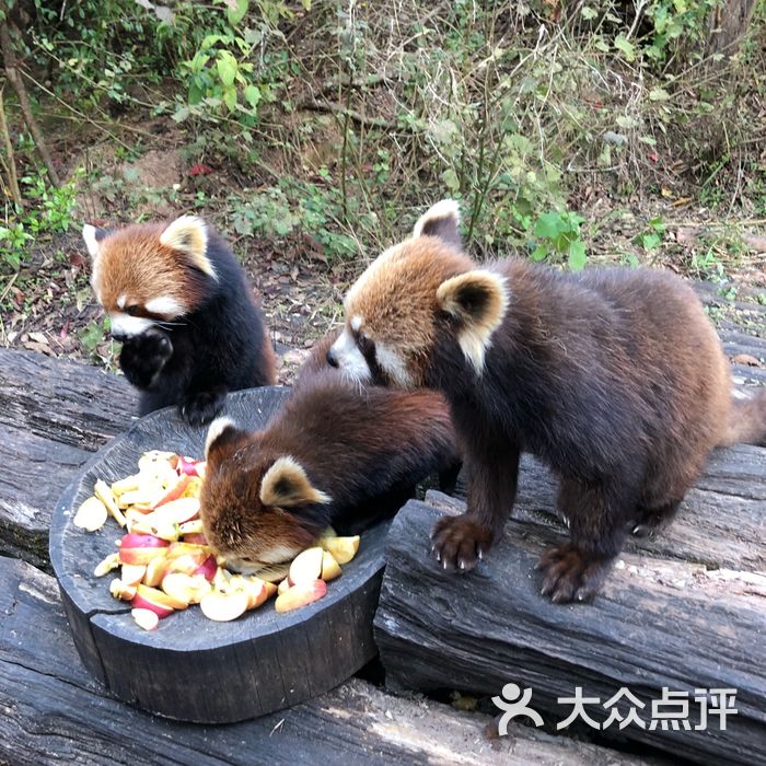 普洱小熊猫庄园酒店