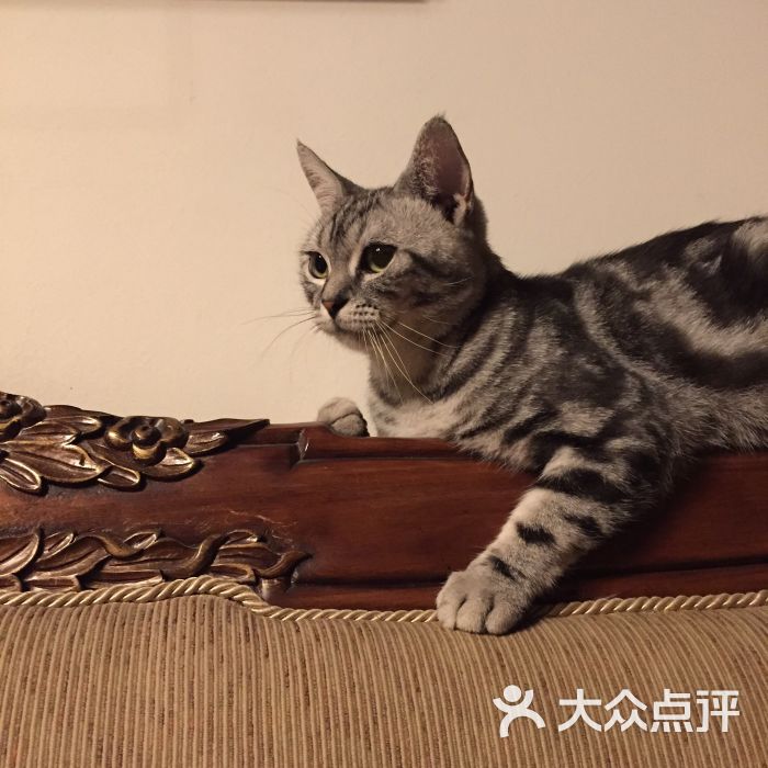 纳吉亚动物诊所-图片-北京宠物-大众点评网