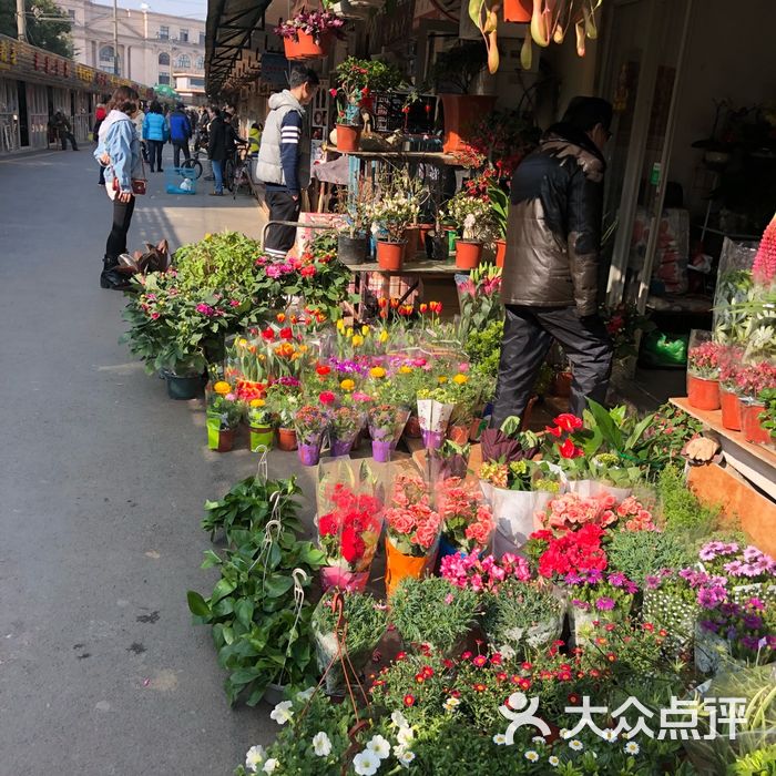 梅陇花鸟市场图片-北京特色集市-大众点评网