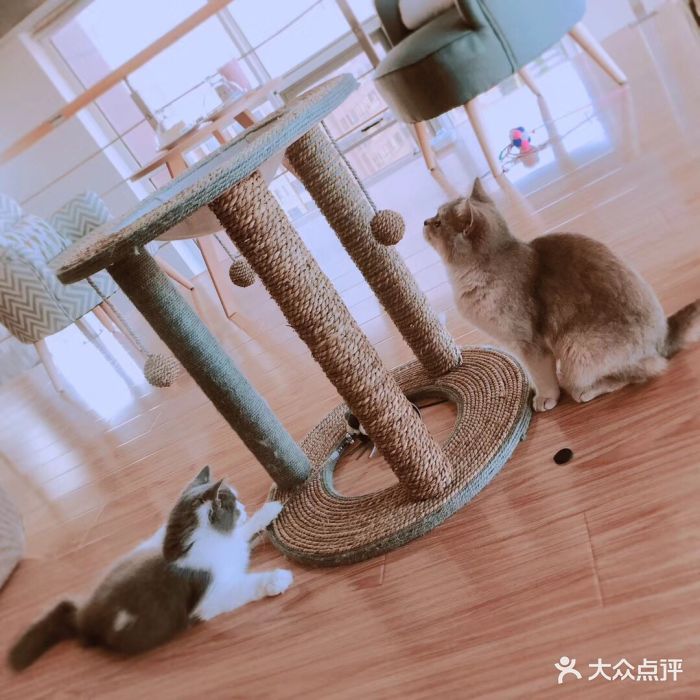 萌爪猫咪咖啡猫舍图片 - 第830张