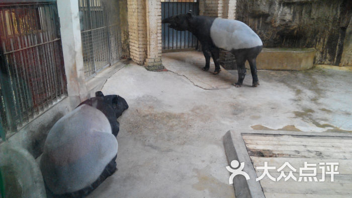北京动物园貘们图片 - 第15072张