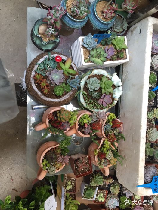 三林花鸟市场图片