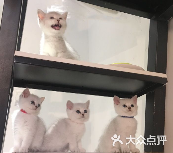 优家家养猫舍宠物店图片 - 第9张