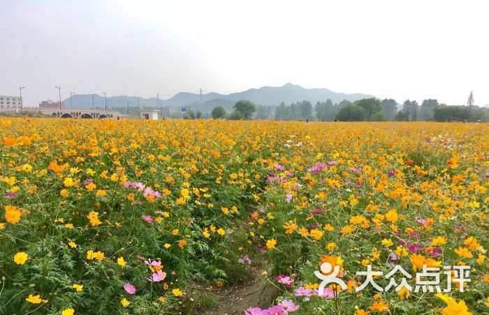 杭州湘湖景区花海图片 - 第26张