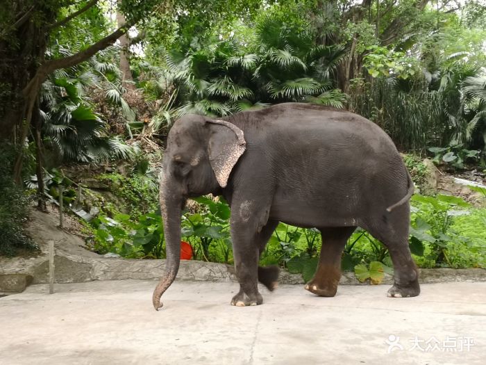 深圳野生动物园图片 - 第2张