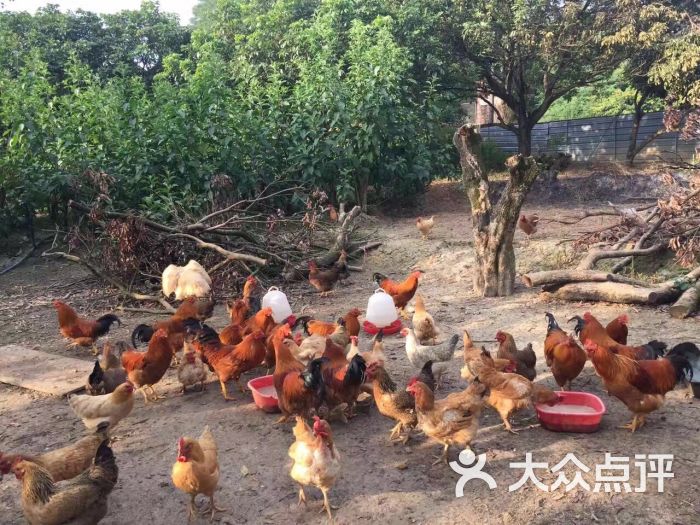 果园走地鸡