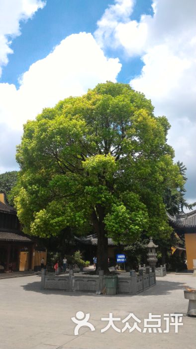 龙华寺树图片 第205张