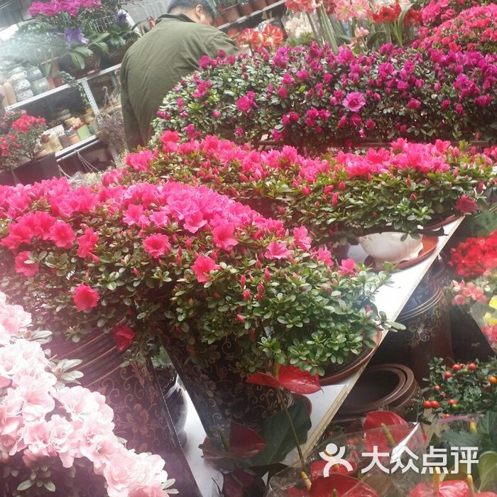 金三角花卉市场图片-北京花店-大众点评网