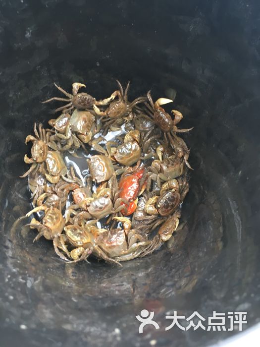 大龙农家乐(崇明陈家镇店)