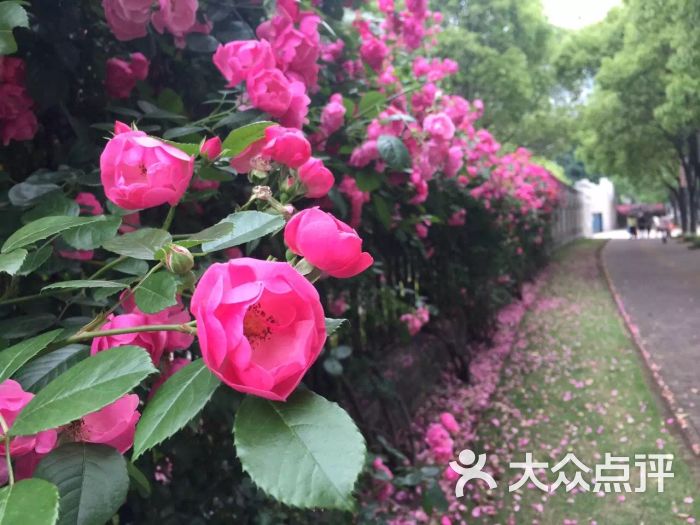 莘城中央公园-图片-上海周边游