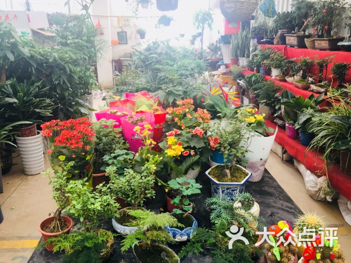 龙大花卉苗木市场-图片-上海购物-大众点评网