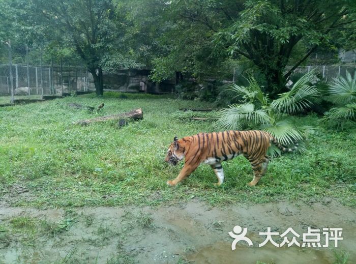 重庆动物园老虎图片 第1张