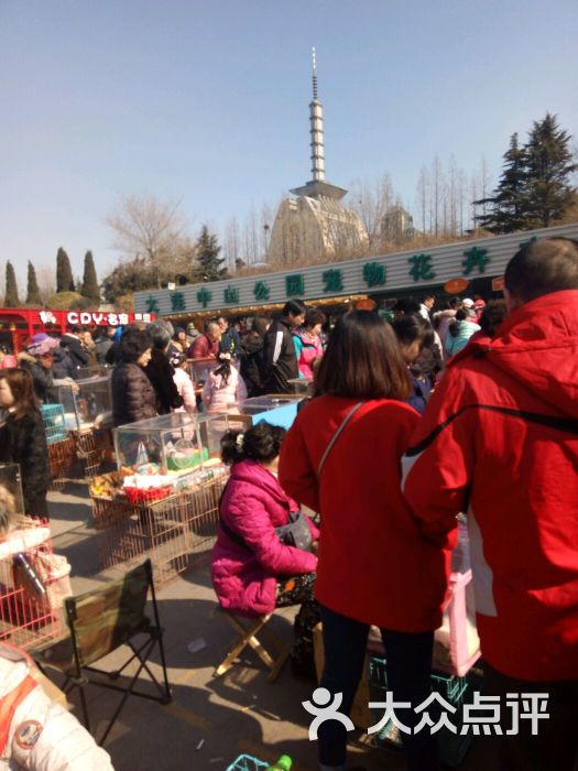 中山公园花鸟鱼市场-图片-大连购物-大众点评网