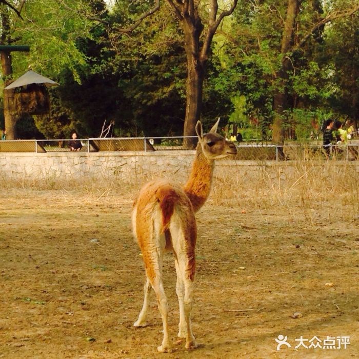 北京动物园北京动物园图片