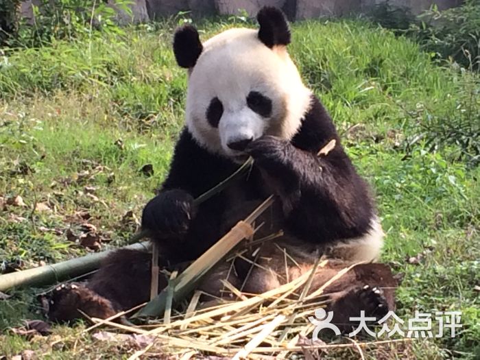 仙芝竹尖熊猫生态园旅游景区图片 - 第50张