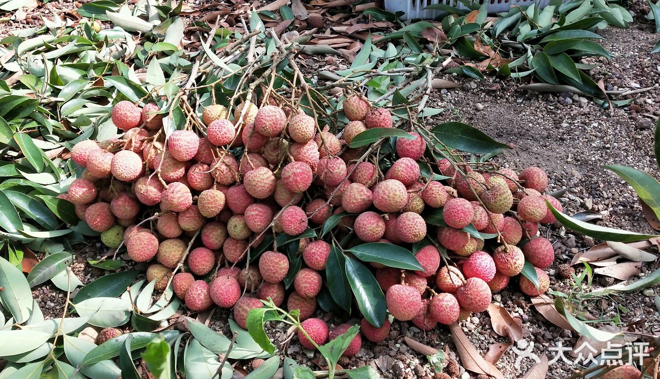 高州荔枝龙眼