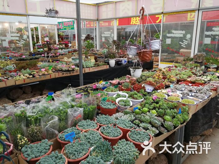 龙大花卉苗木市场-图片-上海购物-大众点评网