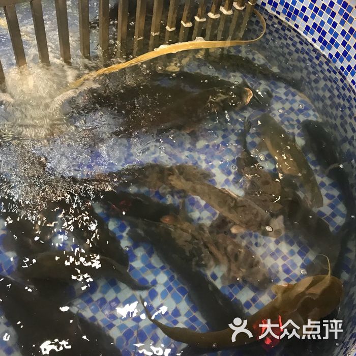 正阳鱼馆活乌江鱼图片-北京东北菜-大众点评网