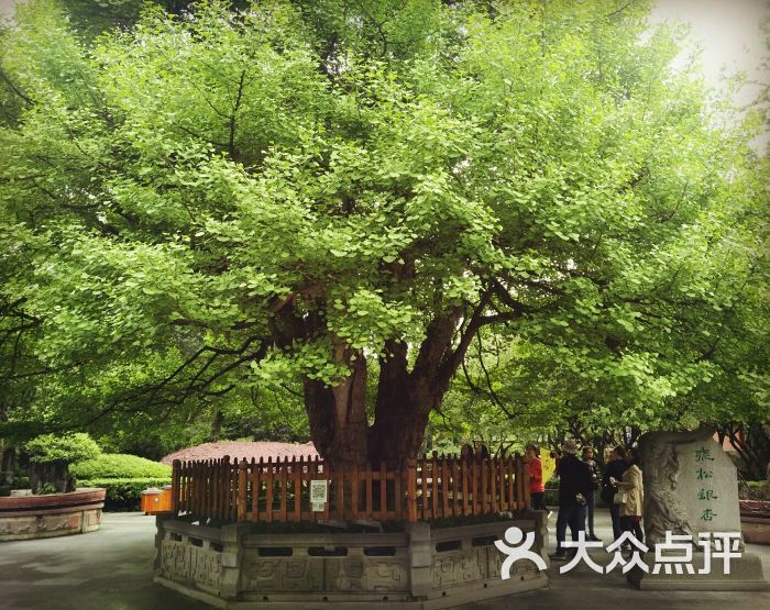 西游记中人参果树原型