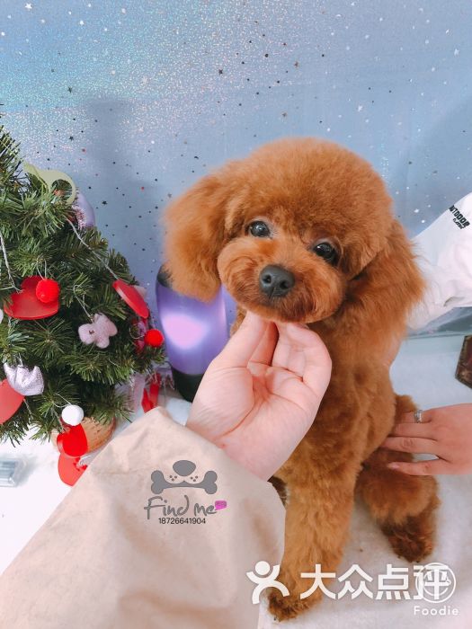 FindMe寻蜜精致宠物美容工作室