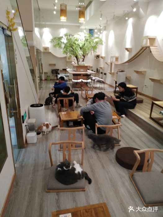 淘喵喵·猫咖啡馆猫咖猫舍(徐汇店)图片